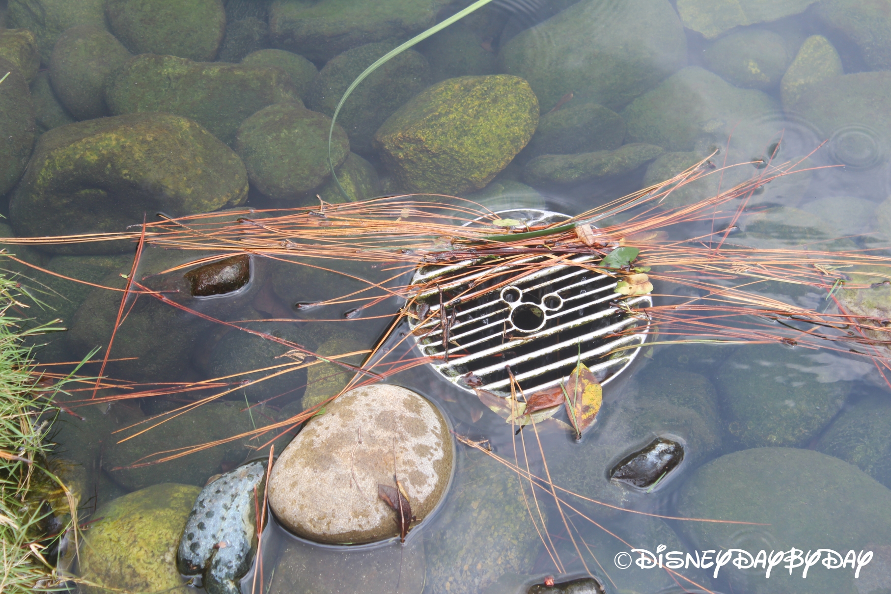 Hidden Mickey Monday: Epcot Japan Koi Pond